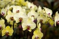 Close-Up Of Yellow Orchid Flowering Plant Blooming In Park