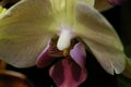 Close up of yellow Orchid with maroon labellum