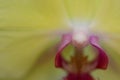 Close up of a yellow Orchid with a pink labellum