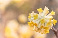 Close-up on yellow oriental paperbush mitsumata flower