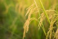 Close up of Yellow paddy rice plant on field