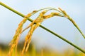 Close up of Yellow paddy rice plant on field Royalty Free Stock Photo