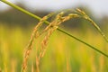 Close up of Yellow paddy rice plant on field and sunlight Royalty Free Stock Photo