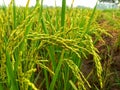 Close up of yellow paddy rice seed with rice fields in the background Royalty Free Stock Photo