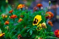 Close-up on a pansy flower on a background of orange carnations and green leaves