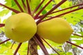 Close-up yellow papaya growing on tree in the garden