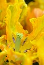 Close-up yellow parrot tulip flower in garden Royalty Free Stock Photo