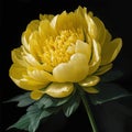 Close-up of a yellow peony flower in the black background Royalty Free Stock Photo