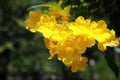 Close-up: yellow people, yellow bells. The Thai name is Thong Rai. Selected focus With natural green leaf number background