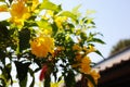 Close-up: yellow people, yellow bells. The Thai name is Thong Rai. Selected focus With natural green leaf number background