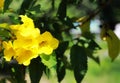 Close-up: yellow people, yellow bells. The Thai name is Thong Rai. Selected focus With natural green leaf number background