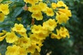 Yellow people, yellow bells. The Thai name is Thong Rai. Selected focus With natural green leaf number background