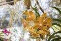 Close-up yellow Phalaenopsis or Moth dendrobium Orchid flower Royalty Free Stock Photo