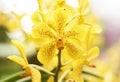 Close-up of yellow phalaenopsis orchid flower Royalty Free Stock Photo