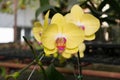 Close up yellow Phalaenopsis orchid flower Royalty Free Stock Photo