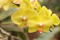 Close up of yellow phalaenopsis orchid flowers is blooming in the garden Royalty Free Stock Photo