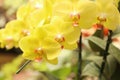 Close up of yellow phalaenopsis orchid flowers is blooming in the garden Royalty Free Stock Photo