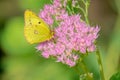 Pieridae butterfly