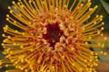 Yellow Pin Cushion Protea Royalty Free Stock Photo