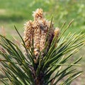 Close-up of yellow pine blossoms in spring