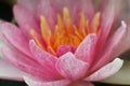 Close up of yellow-pink lotus flower or water lily flowers blooming on pond. Royalty Free Stock Photo