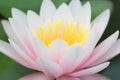 Close up of yellow-pink lotus flower or water lily flowers blooming on pond,Thailand. Royalty Free Stock Photo