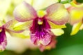 Close-up of yellow-pink orchid flower. Zen in the art of flowers. Royalty Free Stock Photo