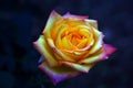 Close-up of yellow-pink Rose