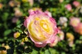 A close up of a yellow and pink rose in the garden surrounded by lush green leaves Royalty Free Stock Photo