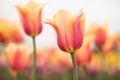 Close Up Yellow and Pink Tulips Holland Michigan Royalty Free Stock Photo