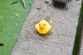 Yellow plastic duck doll wooden floor