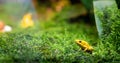 Close up of yellow poison frog, dartfrog Phyllobates terribilis, Amphibian animal from the tropical rain forest, Seletive focus Royalty Free Stock Photo