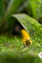 Close up of yellow poison frog, dartfrog Phyllobates terribilis, Amphibian animal from the tropical rain forest, Seletive focus Royalty Free Stock Photo