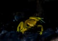 Yellow frog in a swamp.