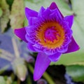Close up yellow pollen purple lotus Royalty Free Stock Photo