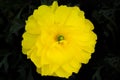 Close-up of yellow poppy flower isolated on black background. Royalty Free Stock Photo