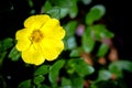 Close up yellow Portulaca flowers in the garden