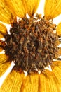 Close up of yellow pressed dry flower