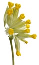 Close-up of Yellow primrose flower