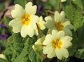 Close-up of yellow primrose in a flowerbed Royalty Free Stock Photo