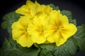 Close up of a Yellow Primula