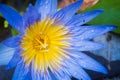 Close up of a yellow purple lotus carpel