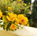Close up of yellow purslane flower in nature garden.