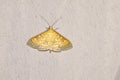 Pyralidae moth Royalty Free Stock Photo