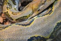 Close up yellow python. Soft selective focus. Boa snake Royalty Free Stock Photo