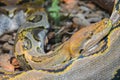 Close up yellow python. Soft selective focus. Boa snake Royalty Free Stock Photo