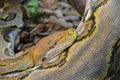 Close up yellow python. Soft selective focus. Boa snake Royalty Free Stock Photo