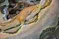 Close up yellow python. Soft selective focus. Royalty Free Stock Photo