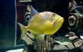 Close up of a yellow Queen Triggerfish Royalty Free Stock Photo