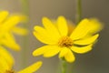 Close Up Yellow Ragwort Wildflower Smoky Mountains Tennessee Royalty Free Stock Photo